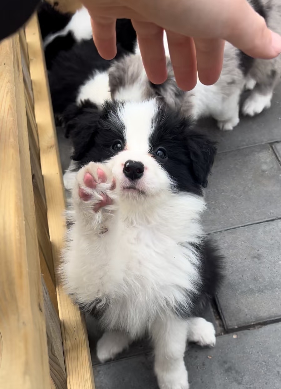 进牧羊犬的智商相当于六到八岁儿童，学习能力强